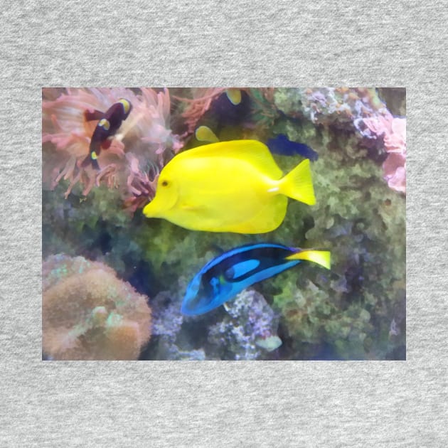 Fish - Yellow and Blue Tang Fish by SusanSavad